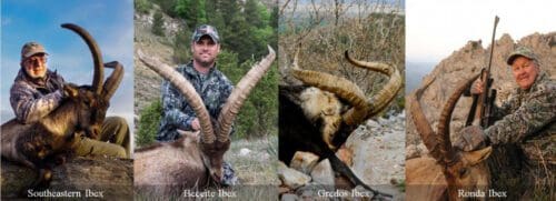 Spanish Ibex Grand Slam