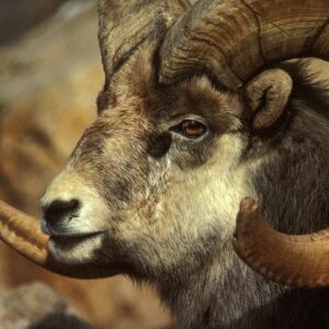 Stone Sheep Hunts