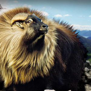 Tahr Hunts