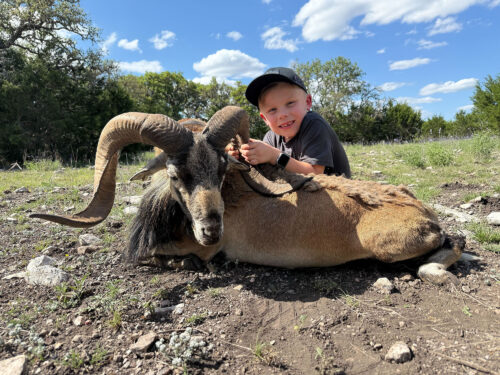 Corsican sheep hunting in Texas