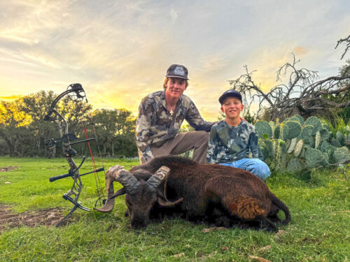 Hunting Hawaiian black sheep in Texas