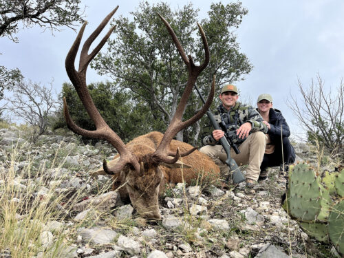 Free range red stag hunting in Texas