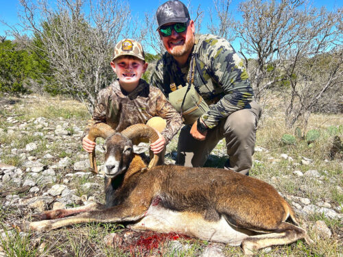 Hunting mouflon sheep in Texas