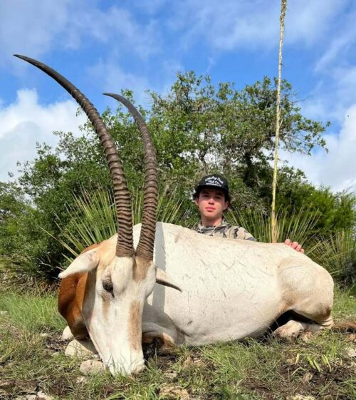 Oryx have made an amazing comeback thanks to hunting in Texas.