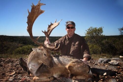 Fallow deer hunting in Texas