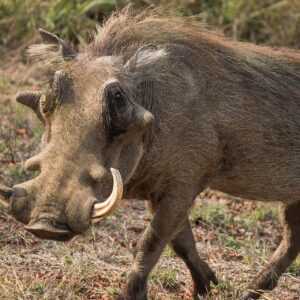 Warthog Hunts