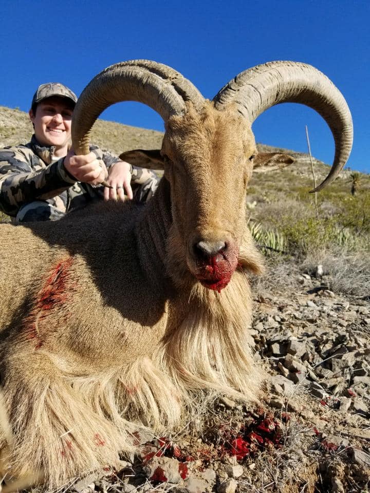Free range aoudad hunting in West Texas