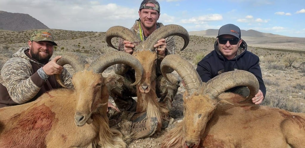 aoudad hunting in West Texas