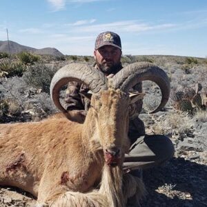 Alternative view of Texas Aoudad Hunting Trips