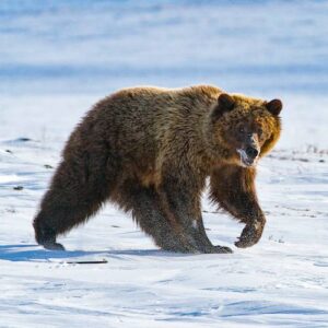 Barren Ground Grizzly Bear Hunt