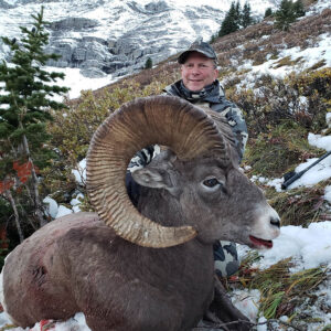 alberta bighorn sheep hunt