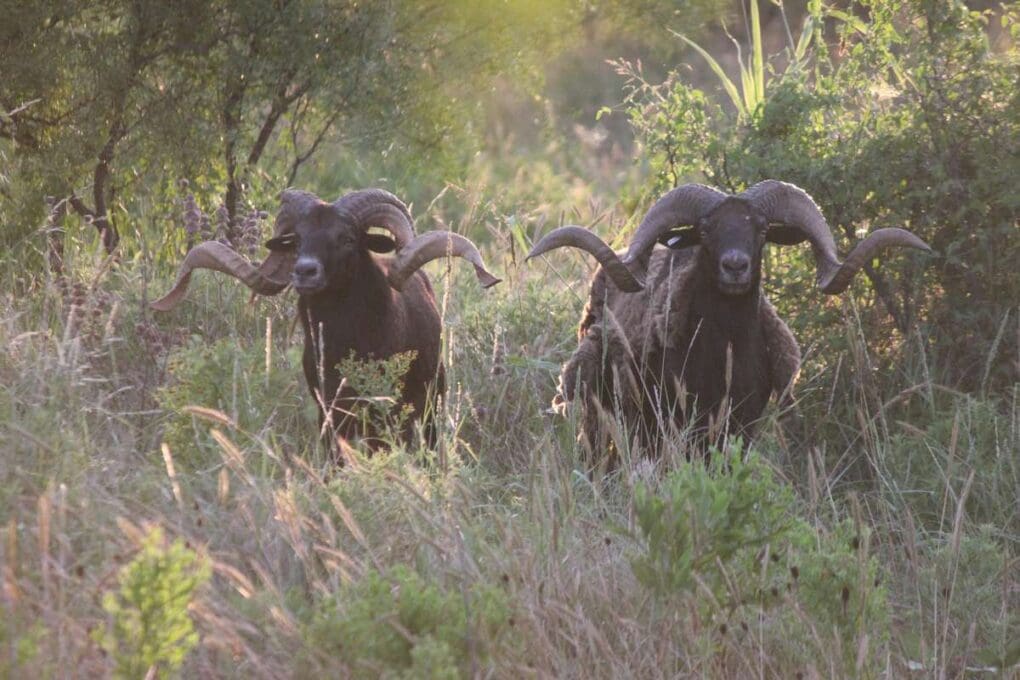 Two giant rams
