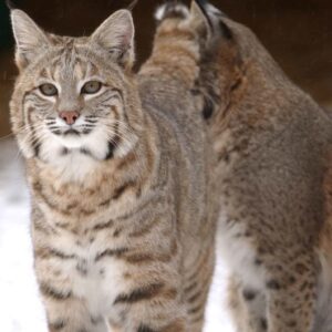 Bobcat