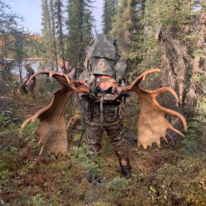 Packing out a big moose