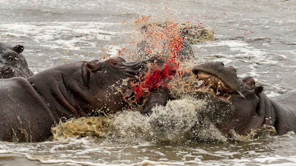 How Dangerous are Hippos?