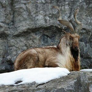 Markhor Hunts