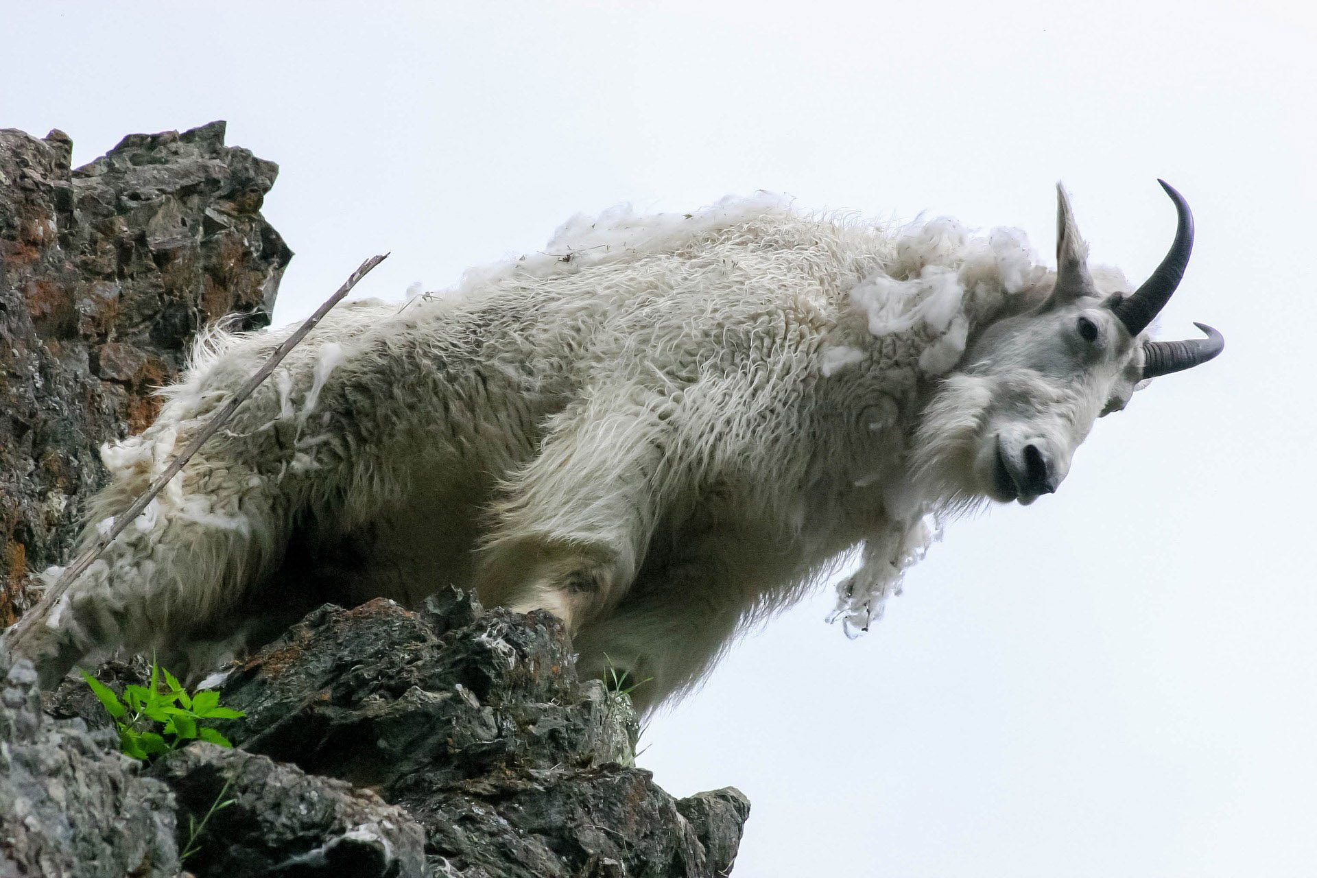 Where to Hunt Mountain Goat