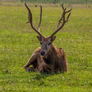 Père David's Deer