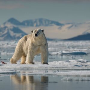 polar bear hunting canada