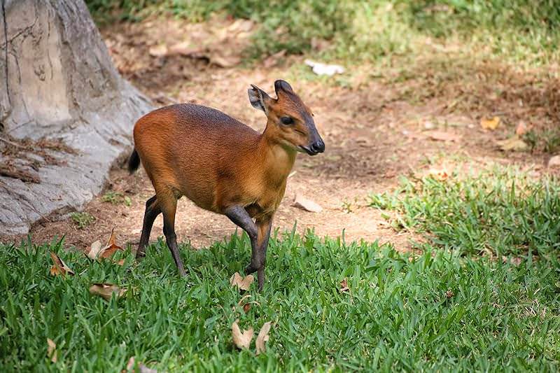 red duiker hunting