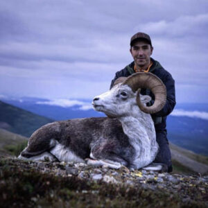 BC stone sheep hunt
