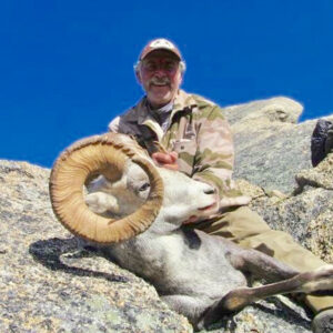 A light colored Stone sheep ram