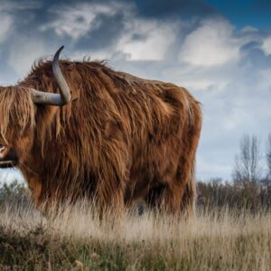 Yak