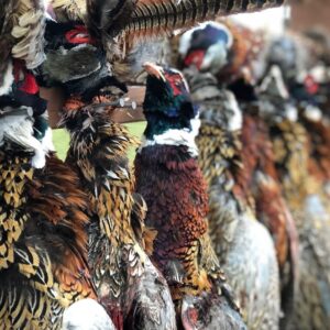 Bird Hunting Preserves