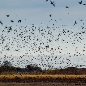 High Volume Wingshooting