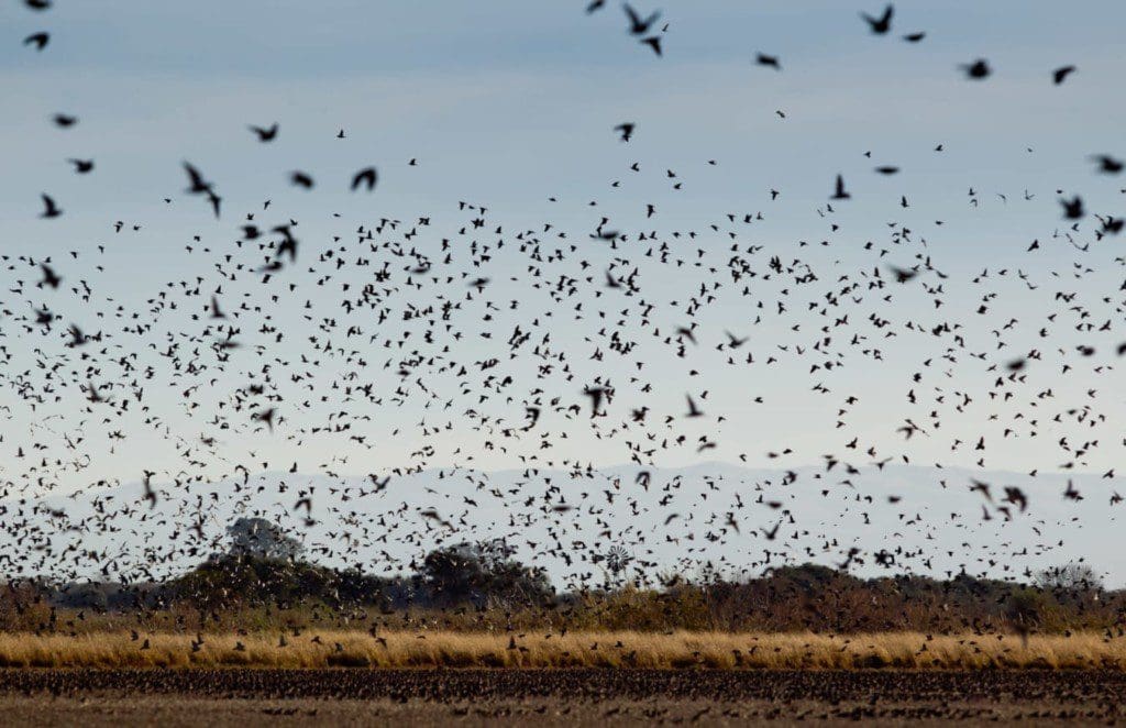 Dove and Pigeon Shooting