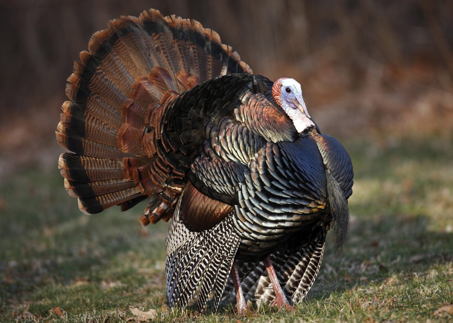 Eastern wild turkeys are the most widely distributed subspecies east of the Mississippi River. This subspecies is also the most abundant of all the subspecies. In fact, they are hunted in 38 states and numerous Canadian provinces.