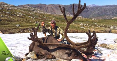 A Boone and Crockett archery caribou bull taken in Greenland