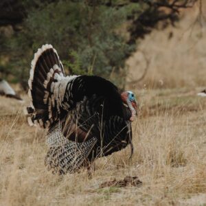 A Gould's wild turkey in full strut, the largest of the subspecies