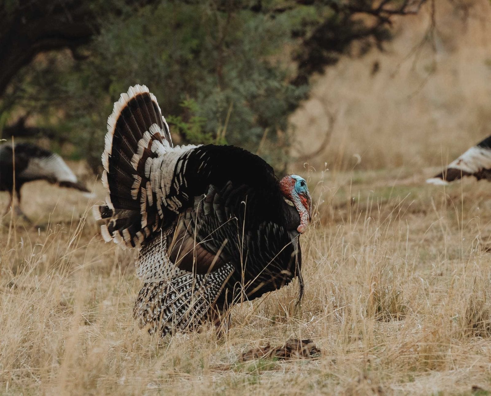 The Wild Turkey Royal Slam includes all of the species in the Grand Slam, plus a Gould’s wild turkey.