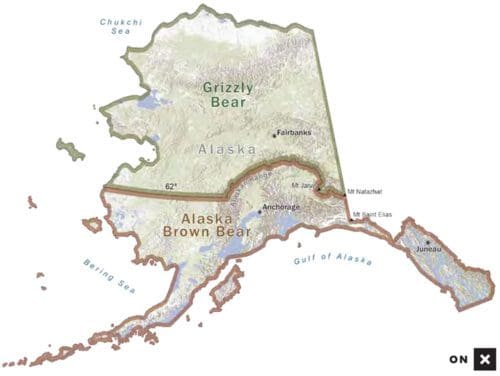 Difference in brown and grizzly bear