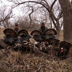 Kansas just might be one of the best turkey hunting states in the country right now.