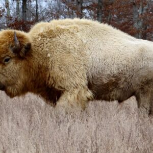Live white bison