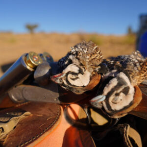 Mearns quail hunting in Arizona