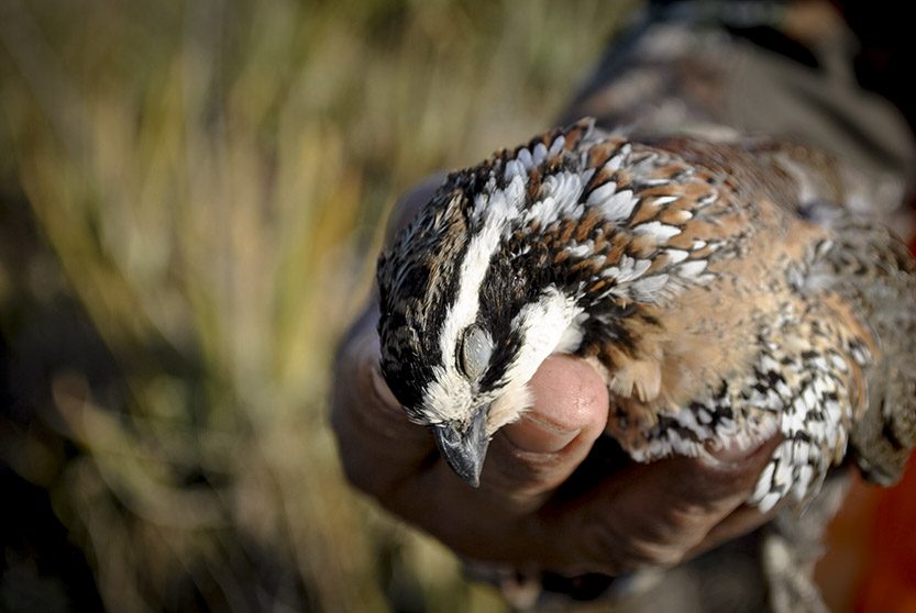 ne sportswriter called them, “the wildest, fastest quail he had ever seen.”