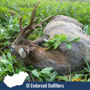 OI Endorsed Roe Deer Hunting in Hungary