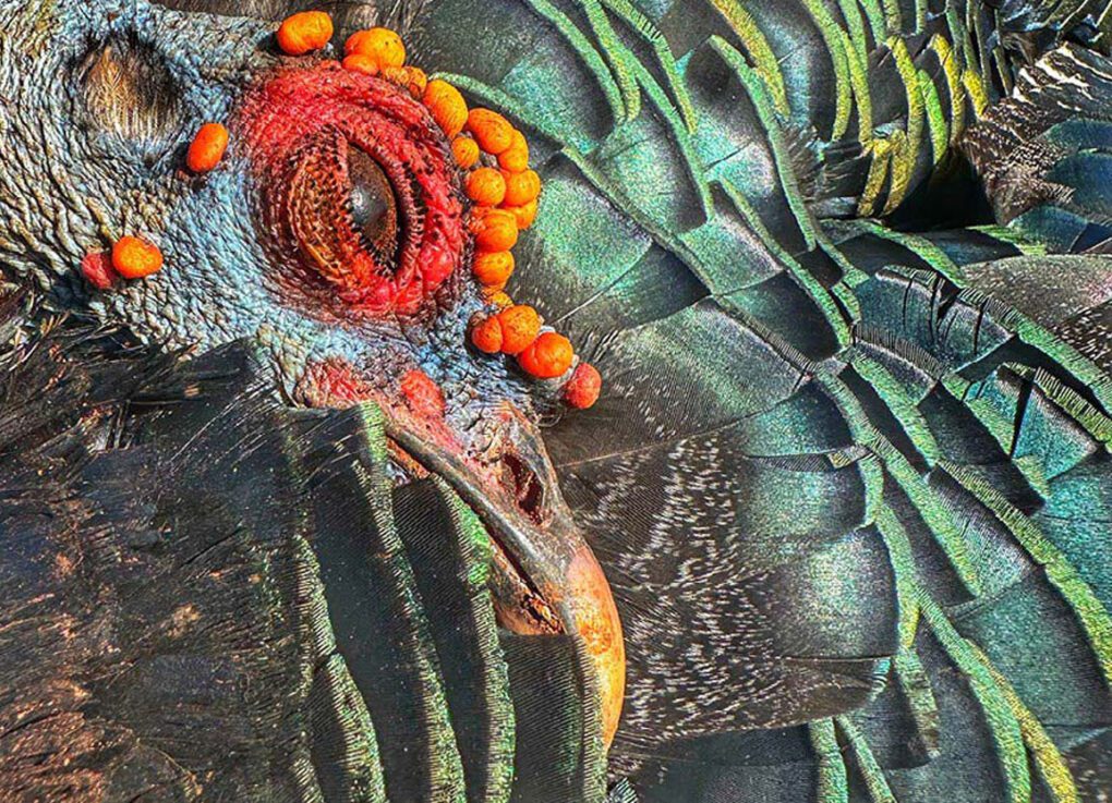 Ocellated Wild Turkey