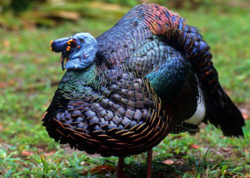 Ocellated Wild Turkey