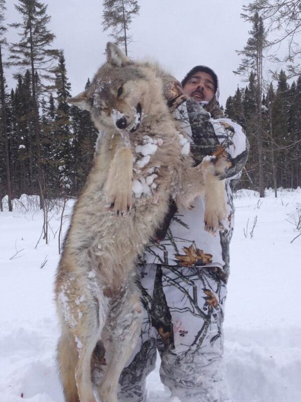 ontario wolf hunting