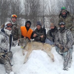 High success driven wolf hunt in Ontario, Canada.