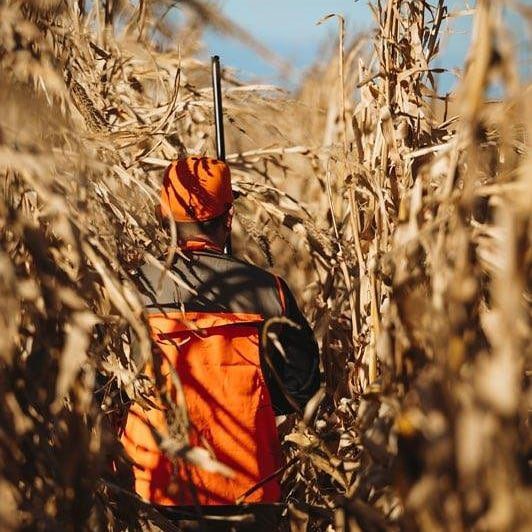 Pheasant hunting in the corn