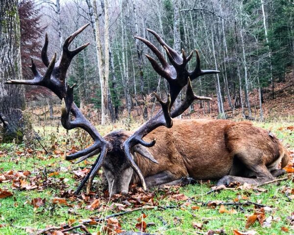 Hunt the biggest Red Stags in the world without leaving North America!