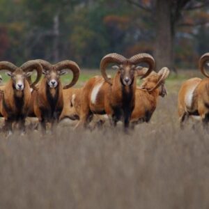 Red Sheep