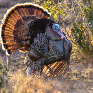 Rio Grande Turkey Hunts