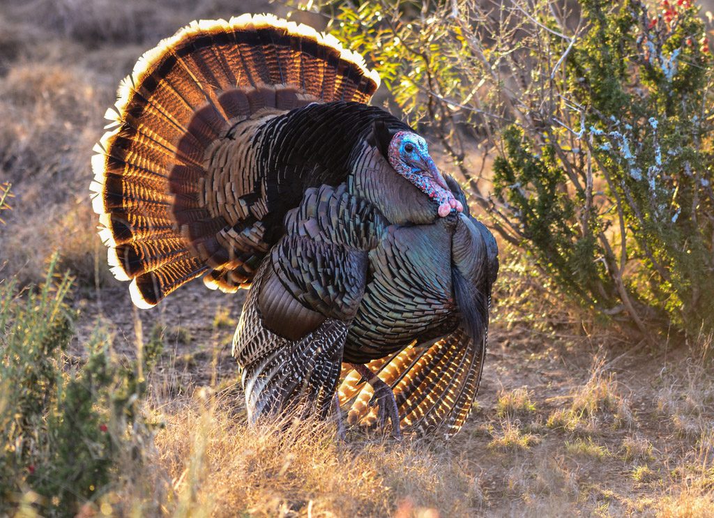 Rio Grande Wild Turkey Hunting Trips