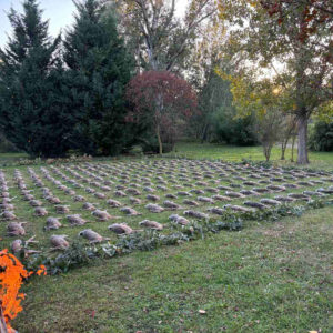 Roe deer hunting in Hungary is absolutely incredible.